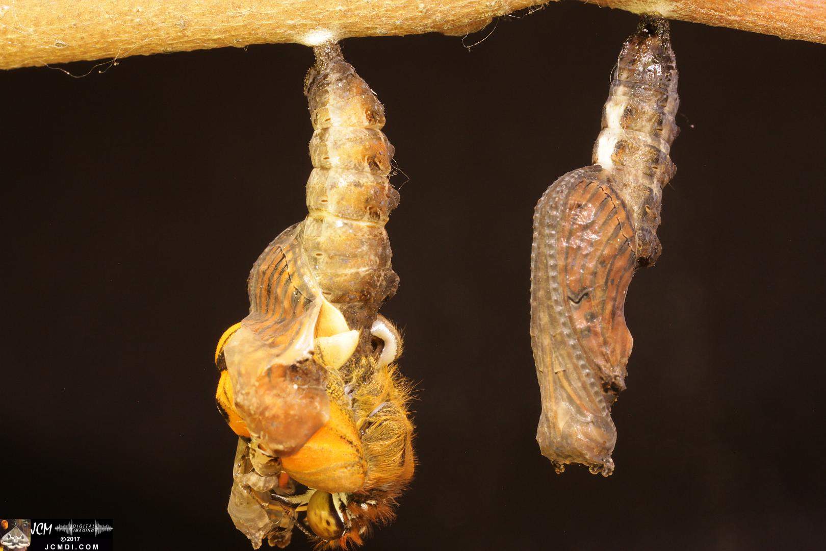 Gulf Fritillary butterfly pupa emerging, extreme macro, from the 4K video 
